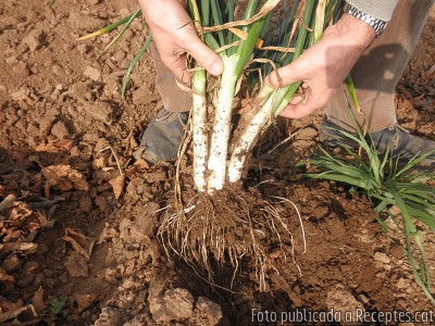 Calçots a la brasa amb la seva salsa